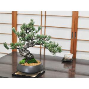 盆栽妙 ヤフー店 - Yahoo!ショッピング