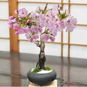 5月開花 遅咲きの桜盆栽 和モダン 信楽焼陶器鉢 黒丸和鉢