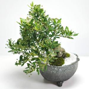 盆栽：枸杞（クコ）くこ*現品 kuko bonsai Lycium chinense 小品盆栽