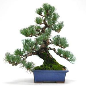 極上 中品 ピラカンサ盆栽 雑木盆栽 現品 : 盆栽ショップ わびさび