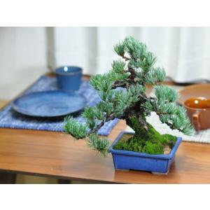 至高の小品五葉松 盆栽 小品盆栽 五葉松 松 ...の詳細画像5