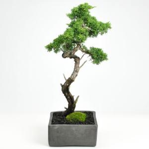 真柏【真柏 盆栽 ミニ盆栽 鉢植】 : 盆栽妙 ヤフー店 - 通販 - Yahoo