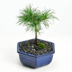盆栽 ミニ真柏 ミニ盆栽 bonsai ぼんさい しんぱく 初心者 入門 ギフト