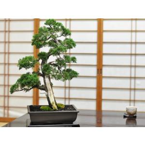 盆栽妙 紀州真柏 威風堂々 大型 真柏盆栽 贈...の詳細画像5