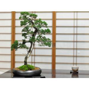 盆栽妙 紀州真柏 花鳥風月 大型 真柏盆栽 ギ...の詳細画像5