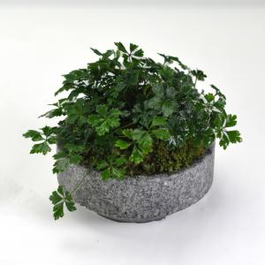 ミニ盆栽 バイカオーレン 庵治石の器 山野草 盆栽 鉢植え 石の鉢 御影石 高級石