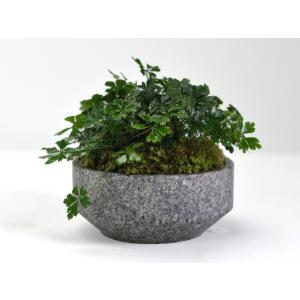ミニ盆栽 バイカオーレン 庵治石の器 山野草 ...の詳細画像2
