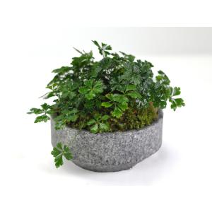 ミニ盆栽 バイカオーレン 庵治石の器 山野草 ...の詳細画像3