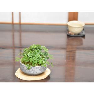 ミニ盆栽 バイカオーレン 庵治石の器 山野草 ...の詳細画像5
