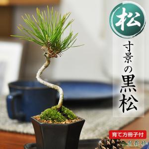 ミニ松 三点セット トドマツ 黒松 エゾ松 盆栽 ミニ盆栽 鉢植 : 盆栽妙