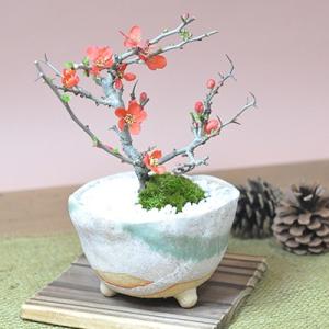 ミニ八重長寿梅 八重の花 ボリューム 盆栽 ミニ盆栽 四季咲き