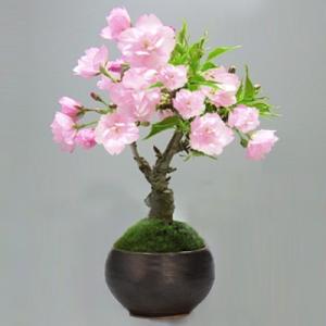 黒松 寄せ植え盆栽 桜島軽石仕立て 石付きの盆栽 ギフト 盆栽 開店