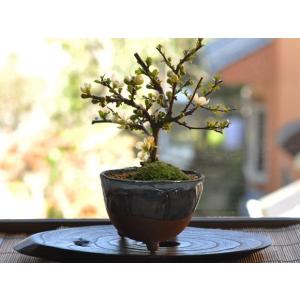 長寿梅 白花 信楽鉢 四季咲き 花盆栽 ギフト...の詳細画像4