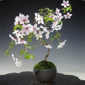 豆桜 富士桜 盆栽 ミニ盆栽 ギフト 盆栽 開店 お祝い