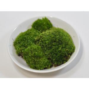 乾燥山苔 小 盆栽 苔玉 復活 テラリウム イ...の詳細画像1