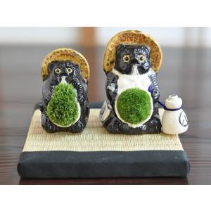 乾燥山苔 小 盆栽 苔玉 復活 テラリウム イ...の詳細画像2