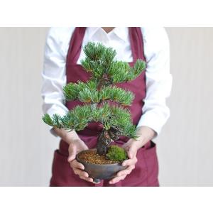 植え替えキット 針金と鉢底網 松 豪華 盆景 ...の詳細画像5