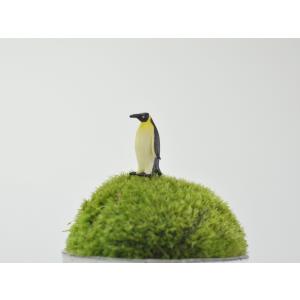 アニマルピック ペンギン テラリウム 苔庭 多肉植物の詳細画像1