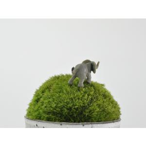 アニマルピック ゾウ テラリウム 苔庭 多肉植物の詳細画像2