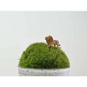 アニマルピック ライオン テラリウム 苔庭 多肉植物の詳細画像1