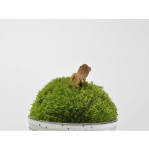 アニマルピック ライオン テラリウム 苔庭 多肉植物の詳細画像2