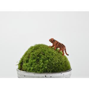 アニマルピック タイガー テラリウム 苔庭 多肉植物の詳細画像1