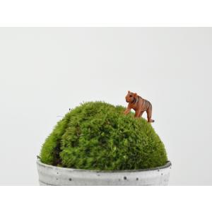 アニマルピック タイガー テラリウム 苔庭 多肉植物の詳細画像2