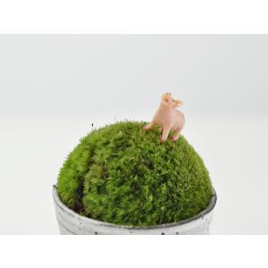 アニマルピック ブタ テラリウム 苔庭 多肉植物の詳細画像2