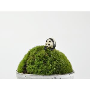 アニマルピック パンダ テラリウム 苔庭 多肉植物の詳細画像1
