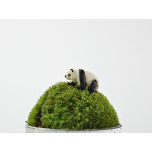 アニマルピック パンダ テラリウム 苔庭 多肉植物の詳細画像2