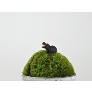 アニマルピック カバ テラリウム 苔庭 多肉植物の詳細画像1