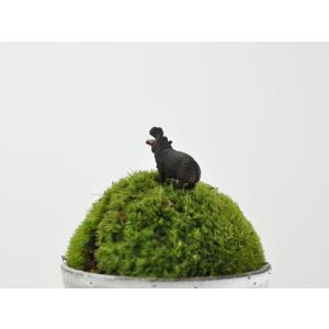 アニマルピック カバ テラリウム 苔庭 多肉植物の詳細画像2