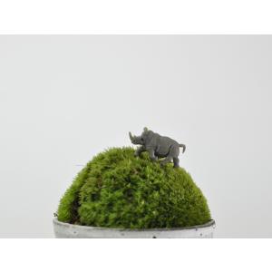 アニマルピック サイ テラリウム 苔庭 多肉植物の詳細画像1