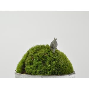アニマルピック サイ テラリウム 苔庭 多肉植物の詳細画像2