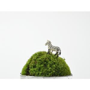 アニマルピック シマウマ テラリウム 苔庭 多肉植物の詳細画像1