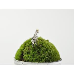 アニマルピック シマウマ テラリウム 苔庭 多肉植物の詳細画像2