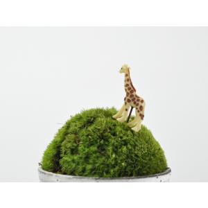 アニマルピック キリン テラリウム 苔庭 多肉植物の詳細画像2
