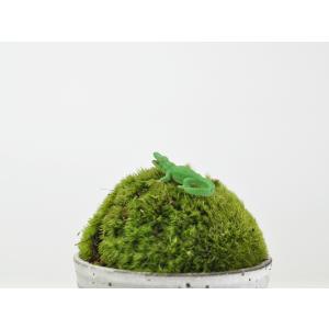 アニマルピック ワニ テラリウム 苔庭 多肉植物の詳細画像1