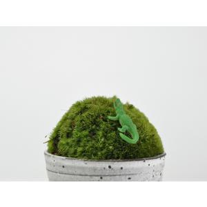 アニマルピック ワニ テラリウム 苔庭 多肉植物の詳細画像2