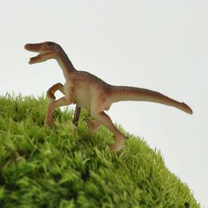 アニマルピック ラプター テラリウム 苔庭 多肉植物