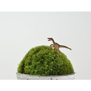 アニマルピック ラプター テラリウム 苔庭 多肉植物の詳細画像1