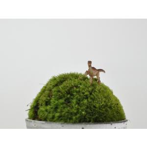 アニマルピック ラプター テラリウム 苔庭 多肉植物の詳細画像2