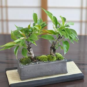 鳳凰竹の寄せ植え ミニ盆栽 : 盆栽妙 ヤフー店 - 通販 - Yahoo