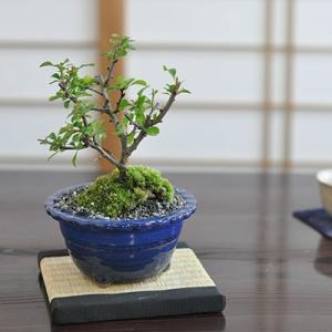 根上がりの山もみじ 盆栽 大品 大きい 立派 和 迫力 見栄え ギフト