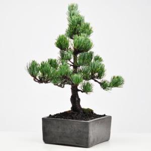 小品盆栽 四国黒松 盆栽 ミニ盆栽 鉢植 : 盆栽妙 ヤフー店 - 通販
