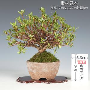 盆栽 皐月 蛍 挿し木10年生 サツキ さつき...の詳細画像1