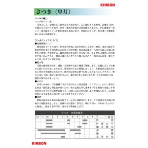 盆栽 皐月 蛍 挿し木10年生 サツキ さつき...の詳細画像4