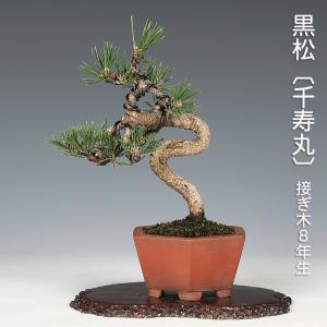 盆栽：紅梅(こうばい)一重咲 現品*一点物 うめ ウメ Prunus mume