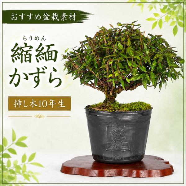 盆栽 縮緬かずら チリメンカズラ ちりめんかずら 挿し木10年生 小品盆栽 ミニ盆栽 盆栽素材 初心...