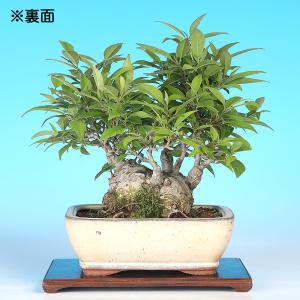 盆栽 小姓梅 接ぎ木30年 コショウバイ 現品...の詳細画像2